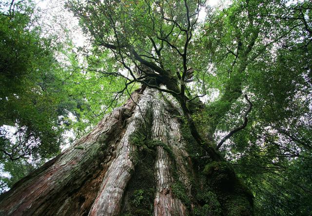 Yakushima cedar