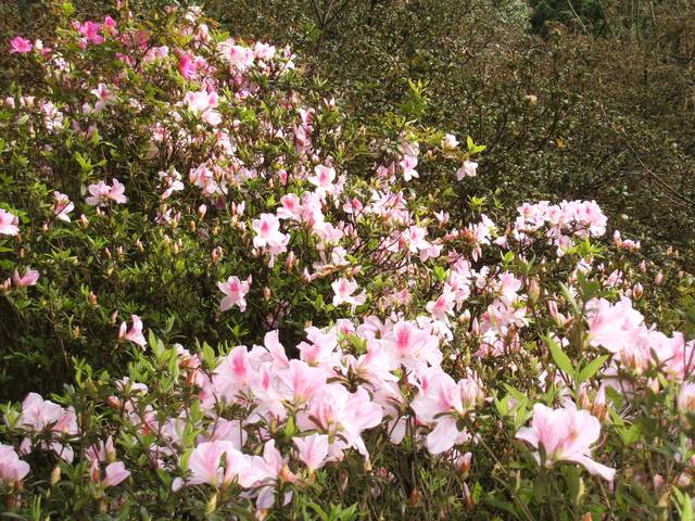 Azaleas in Yangming Park