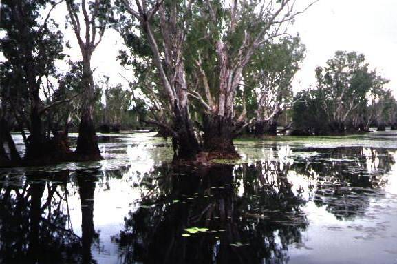 The Yellow Water Billabong in July