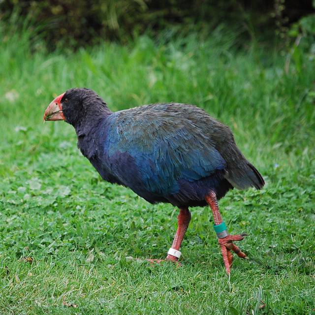 Takahē on Tiritiri Matangi