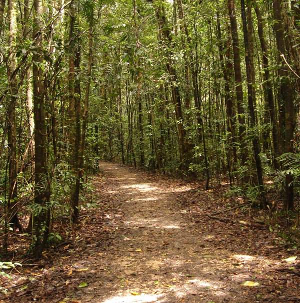 Part of one of the rainforest walks.