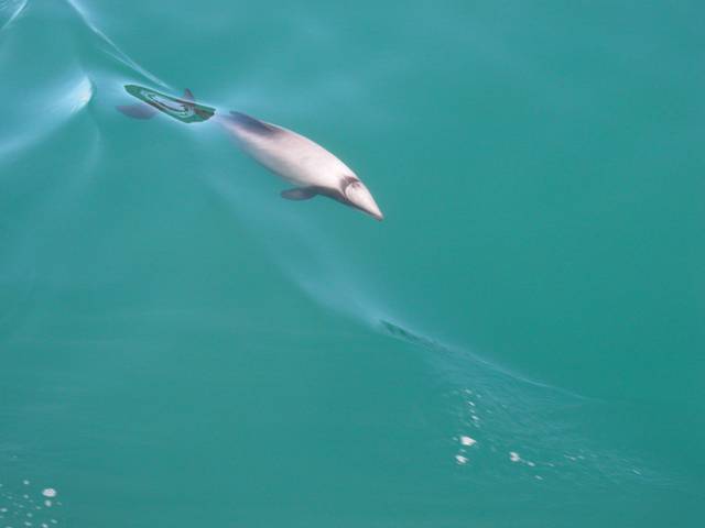 Rare Hectors Dolphin in Queen Charlotte Sound.