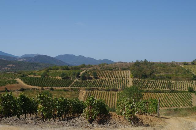 Vineyards near Kavadarci