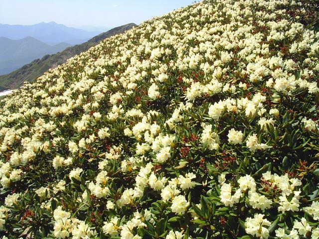 A profusion of rhododendrons on Mount Achishkho