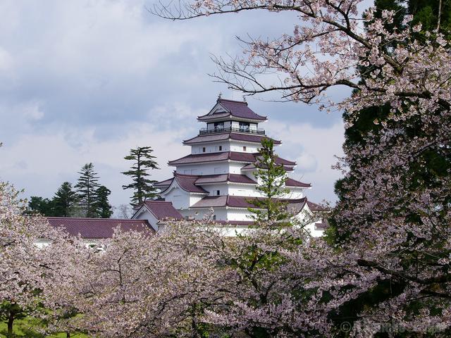 Cherry Blossoms framing Aizu-Wakamatsu Castle